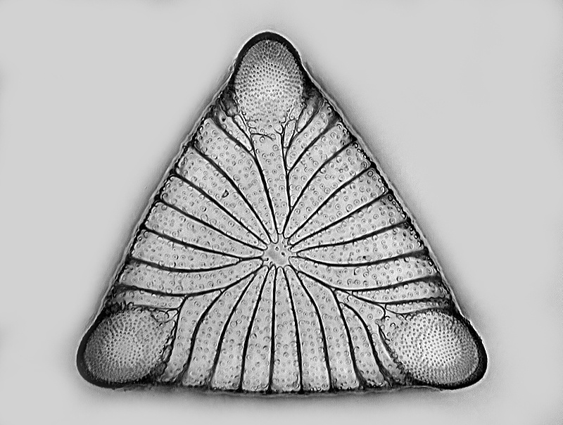Triceratium polycystinorum  Pantocsek #35909