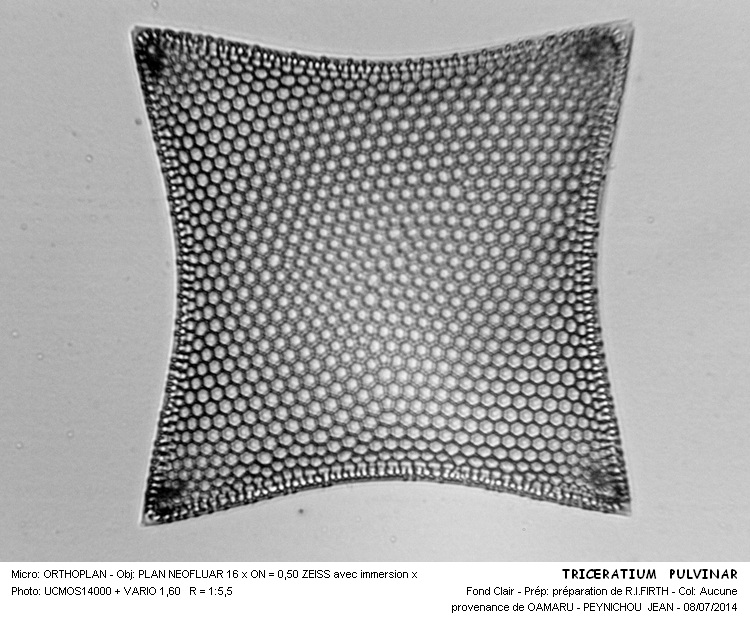 TRICERATIUM PULVINAR #38154