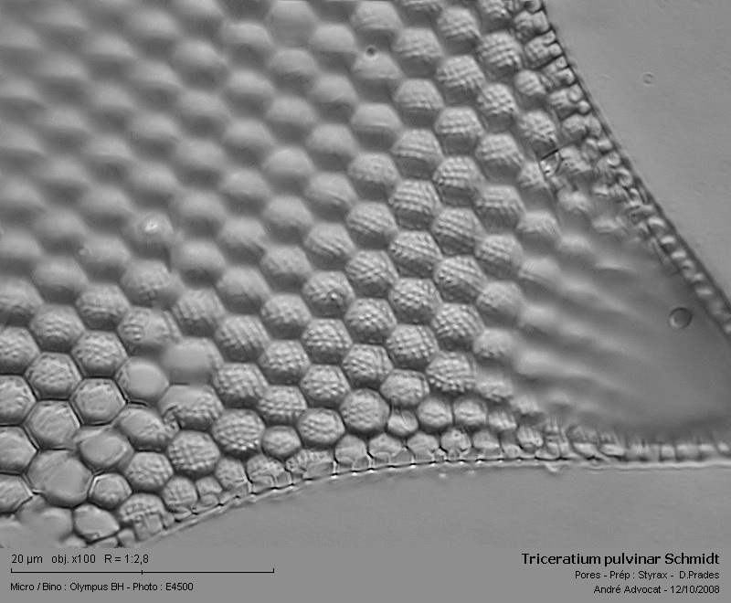 Triceratium pulvinar Schmidt #6000
