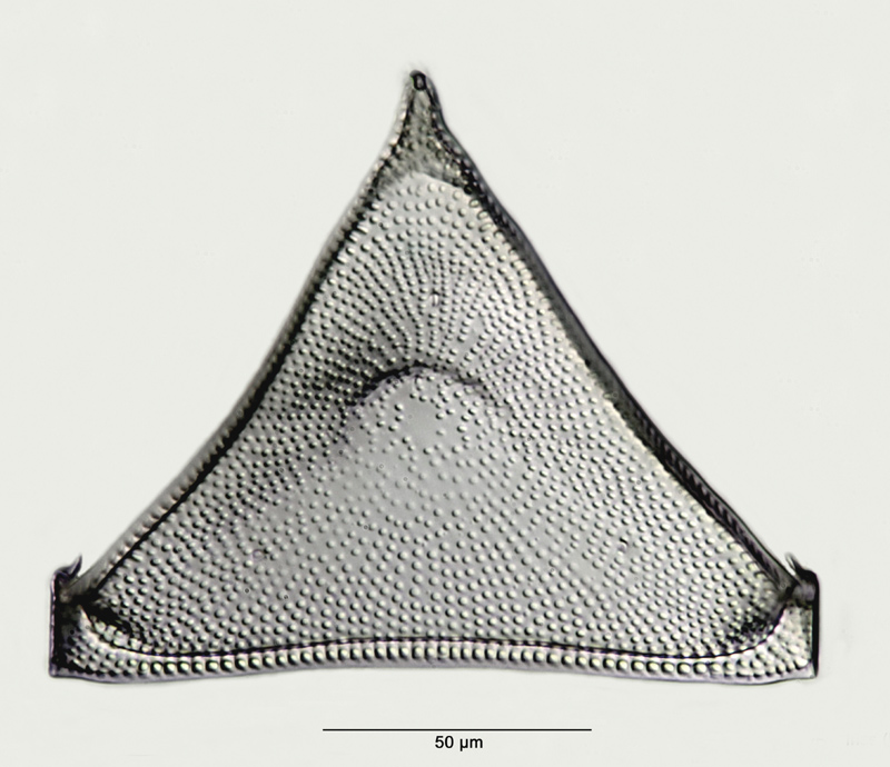 Triceratium regina Heiberg 1863 #28921