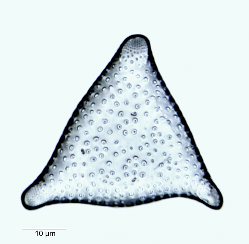 Triceratium reticulum #69671