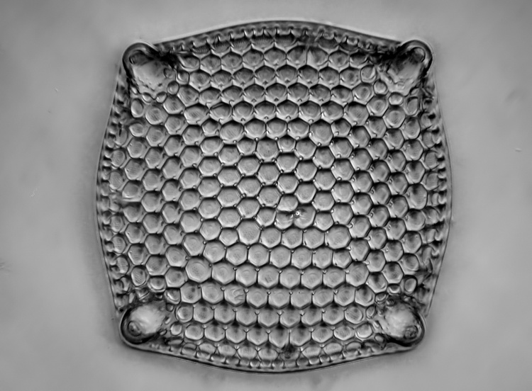 Triceratium robertsianum var. macracantha Grunow #35233