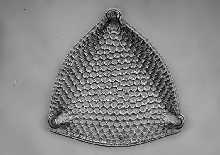 Triceratium robertsianum Grev. #35220