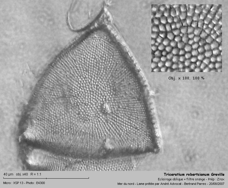 Triceratium robertsianum Greville #337