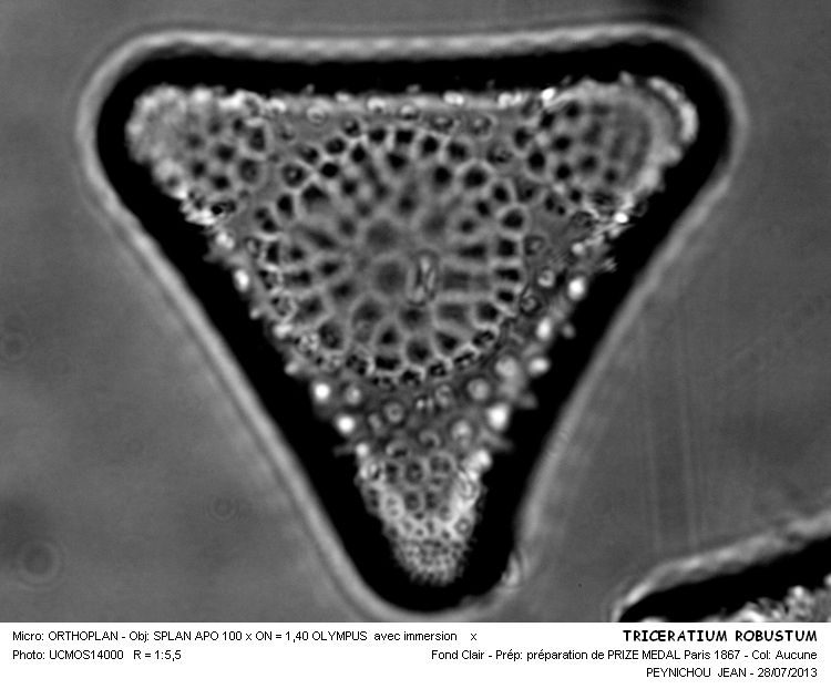 TRICERATIUM ROBUSTUM #32927