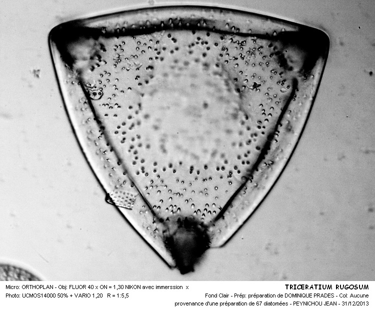 TRICERATIUM RUGOSUM #35443