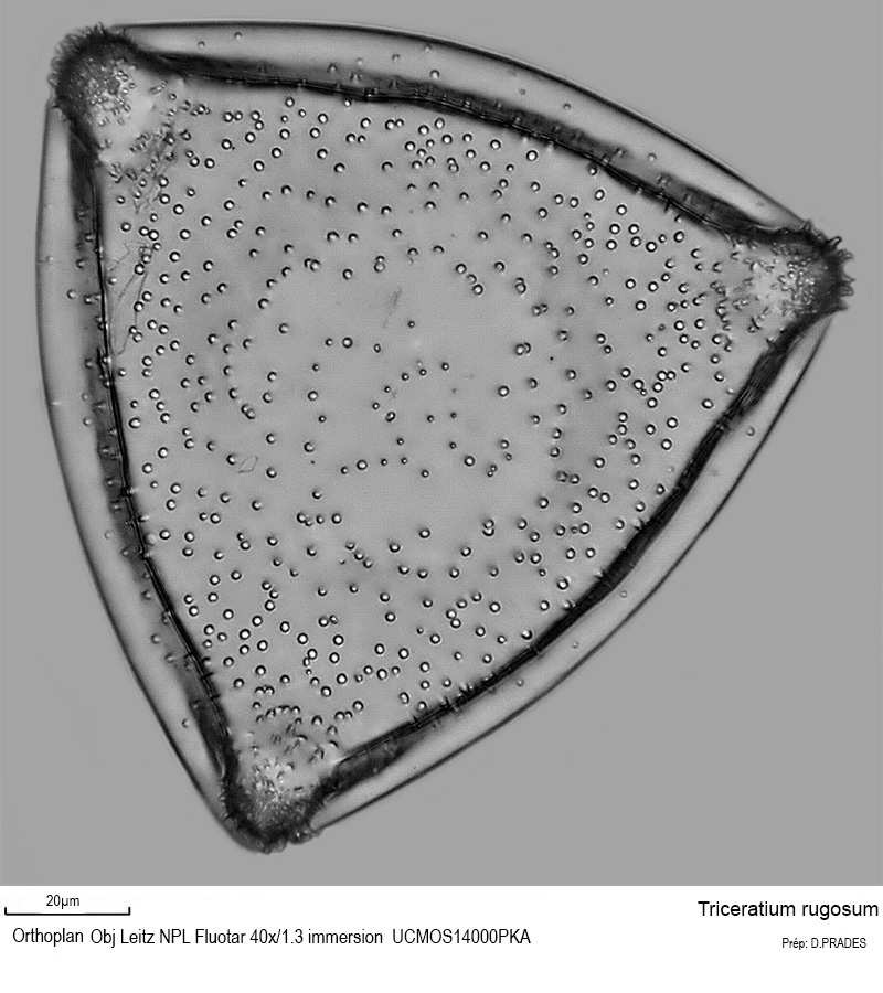Triceratium rugosum Grove & Sturt #50525
