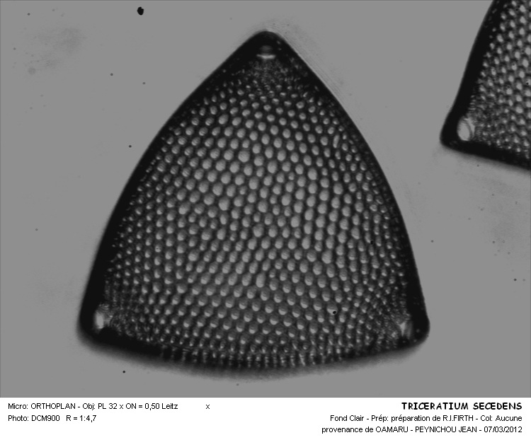 TRICERATIUM SECEDENS #31513