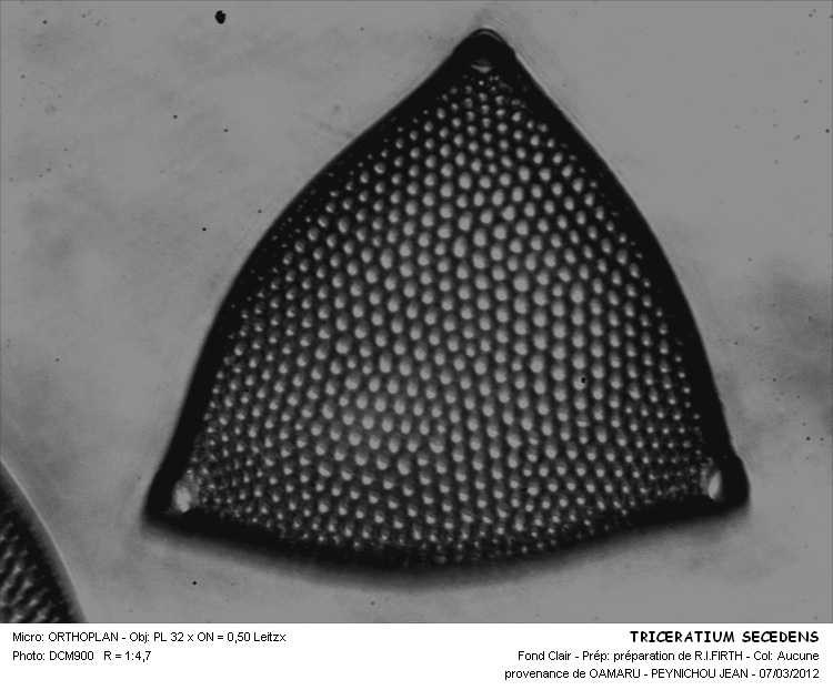 TRICERATIUM SECEDENS #31512