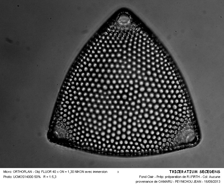 TRICERATIUM SECEDENS #33821