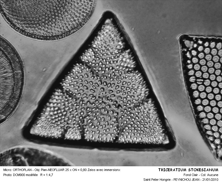 Triceratium stokesianum Grev.(Contrib.J.Peynichou) #14215