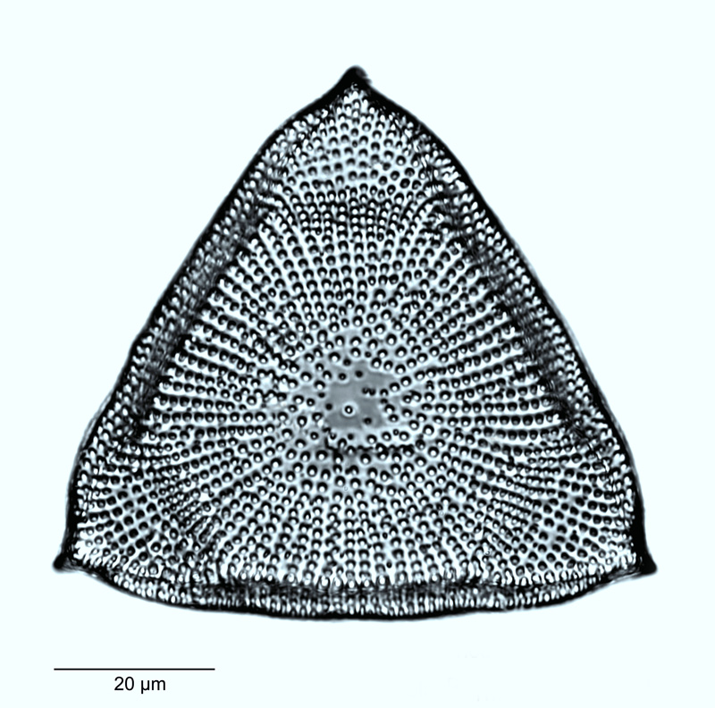 Triceratium striolatum #51370