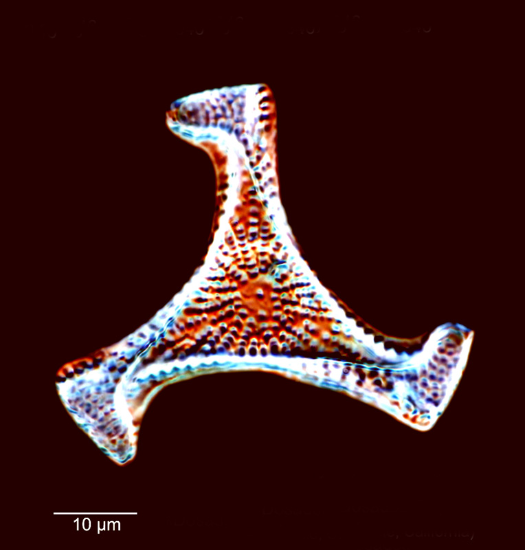 Triceratium swastika #80354