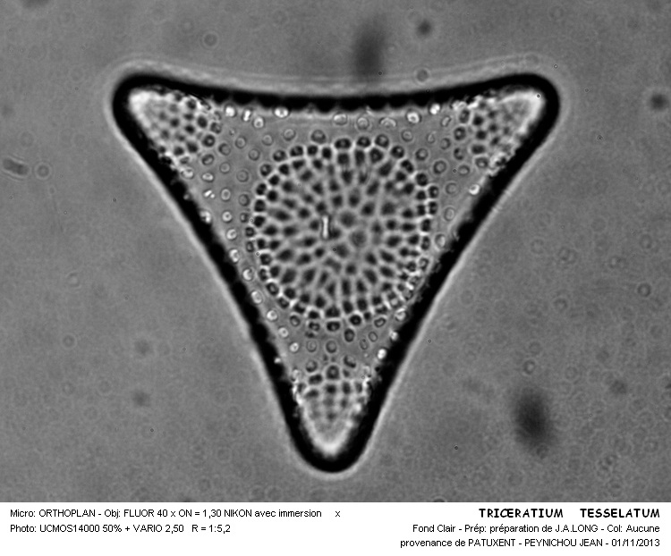 TRICERATIUM TESSELATUM #34576