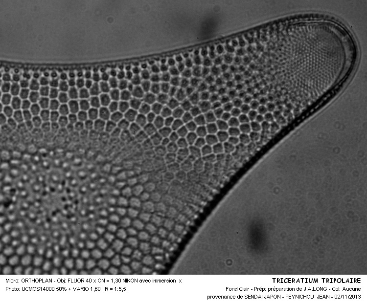 TRICERATIUM TRIPOLARE TEMPERE & BRUN #34589