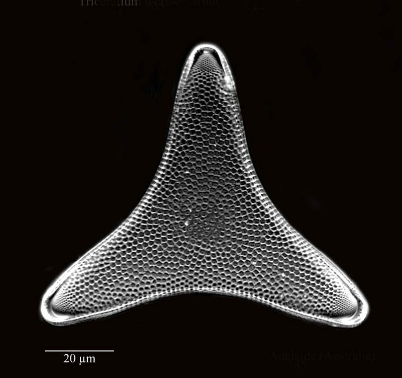 Triceratium tripolare #56604