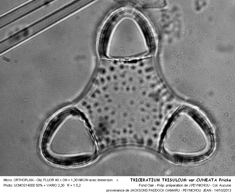 TRICERATIUM TRISULCUM var. CUNEATA Frick. #34298