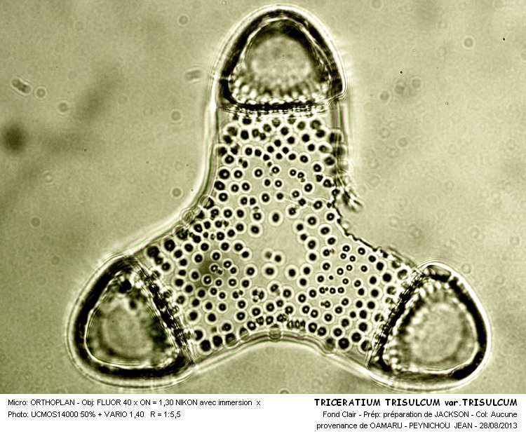 TRICERATIUM TRISULCUM var.TRISULCUM #33501
