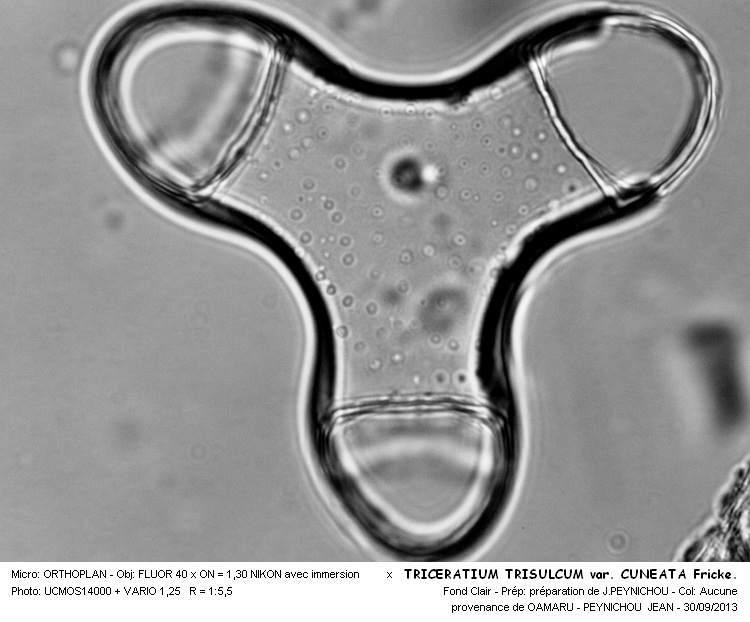 TRICERATIUM TRISULCUM var. CUNEATA Frick. #34030