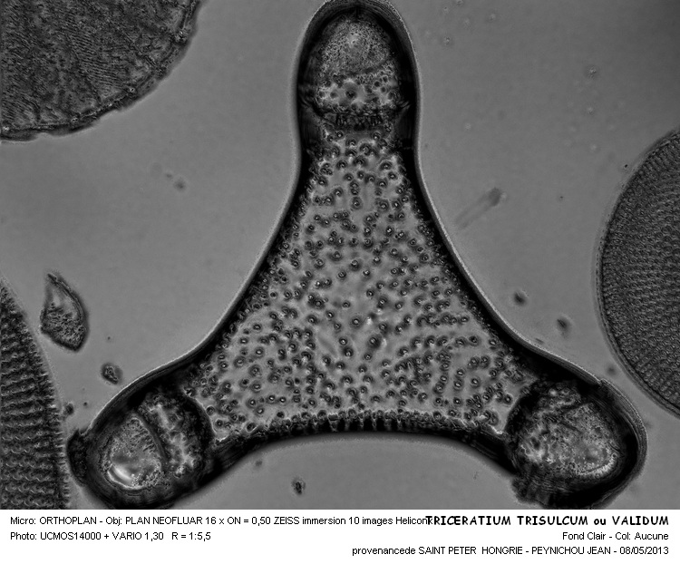 TRICERATIUM TRISULCUM ou VALIDUM #30973