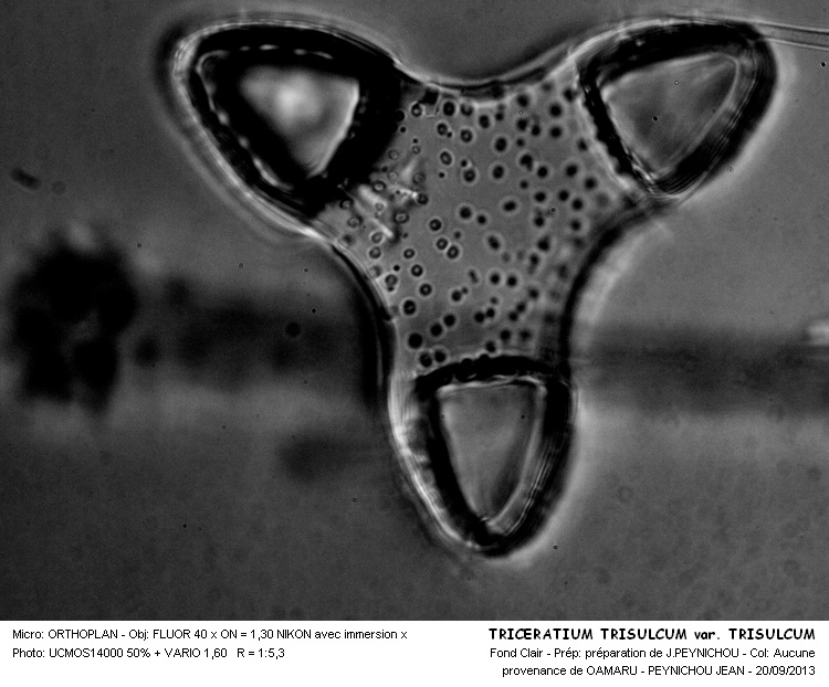 TRICERATIUM TRISULCUM var.TRISULCUM #33884