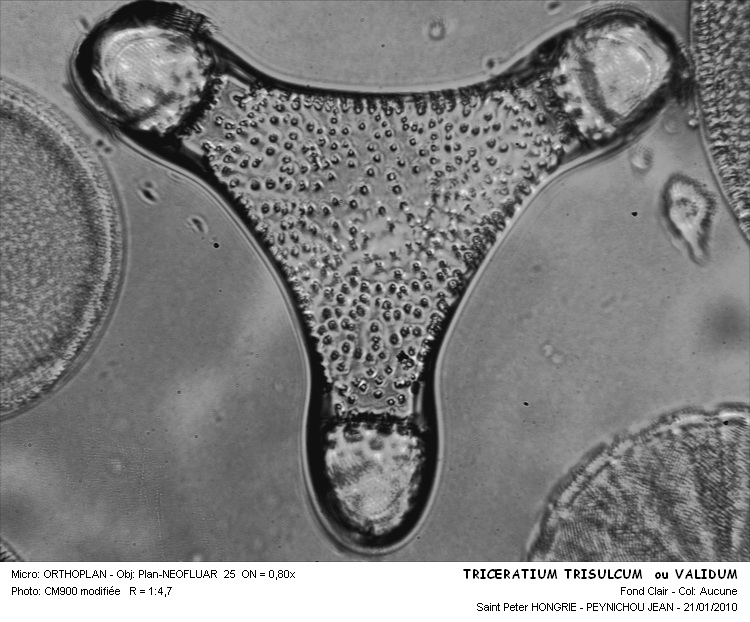 TRICERATIUM TRISULCUM ou VALIDUM #31542
