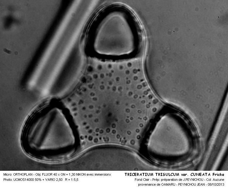 TRICERATIUM TRISULCUM var. CUNEATA Frick. #34201