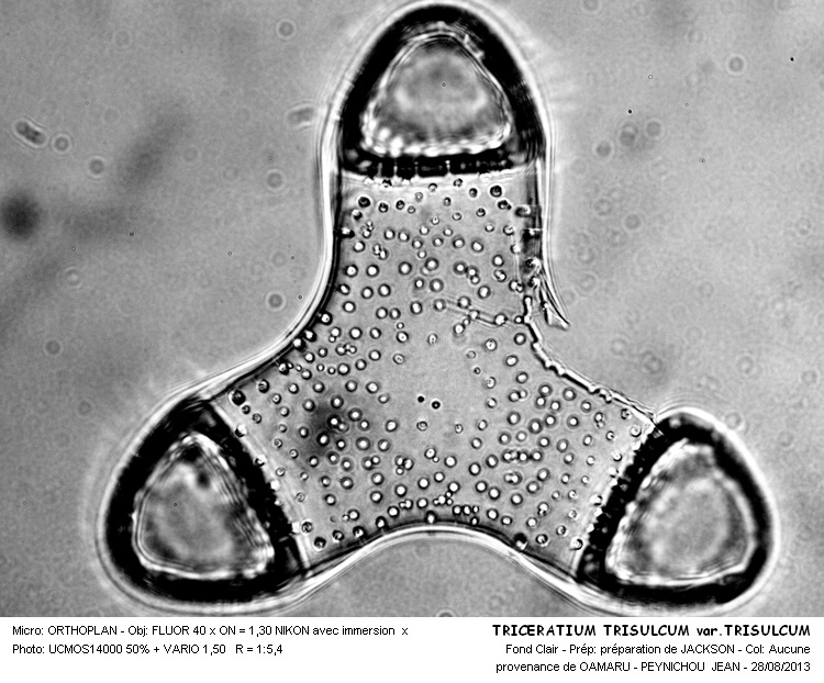 TRICERATIUM TRISULCUM var.TRISULCUM #33500