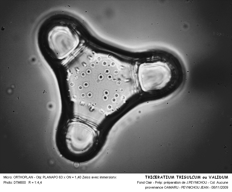 TRICERATIUM trisulcum #25094