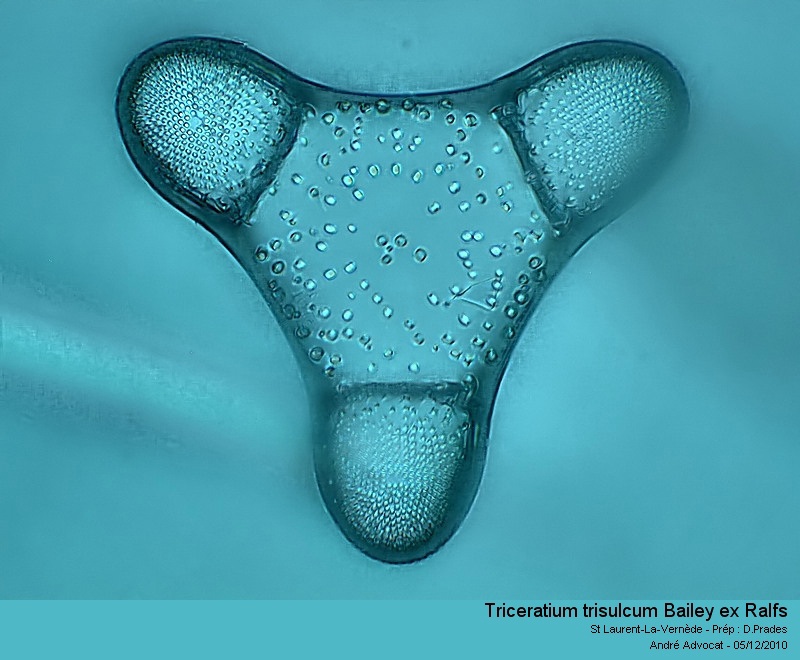 Triceratium trisulcum Bailey ex Ralfs #19415