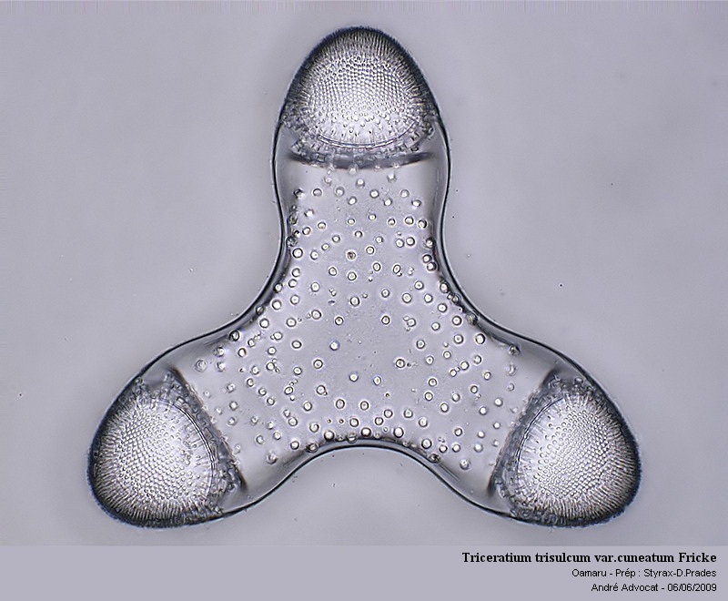 Triceratium trisulcum var.cuneatum Fricke #10951