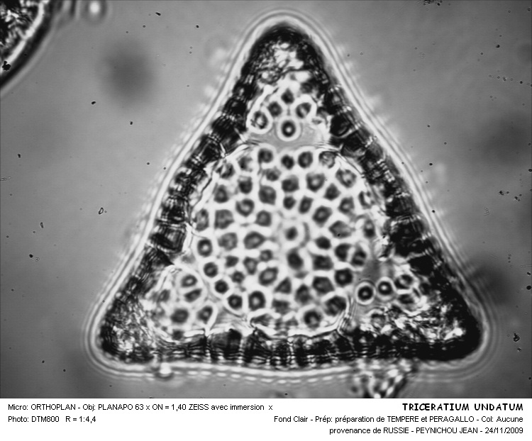 TRICERATIUM UNDATUM #31500