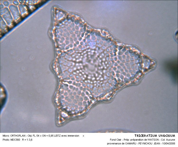 TRICERATIUM UNDOSUM #31499