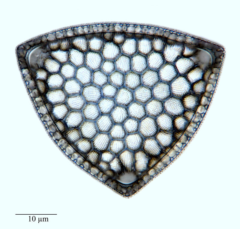 Triceratium undulans #64202