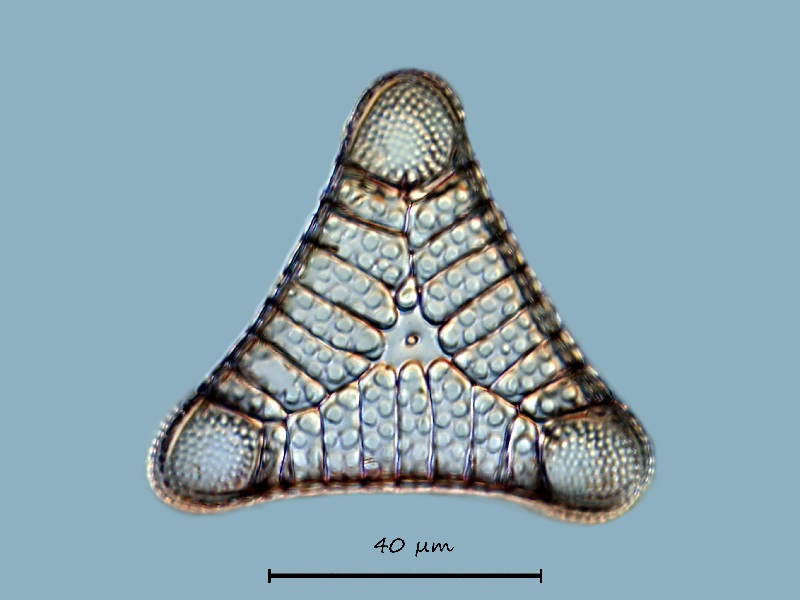 Triceratium venosum #69198