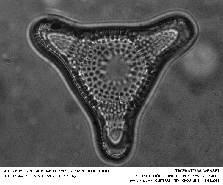TRICERATIUM WEISSEI #34799