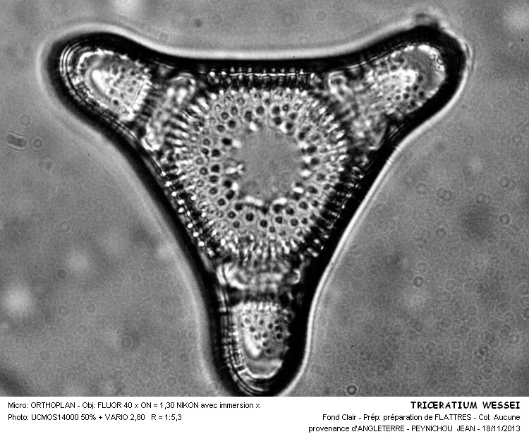 TRICERATIUM WEISSEI #34798
