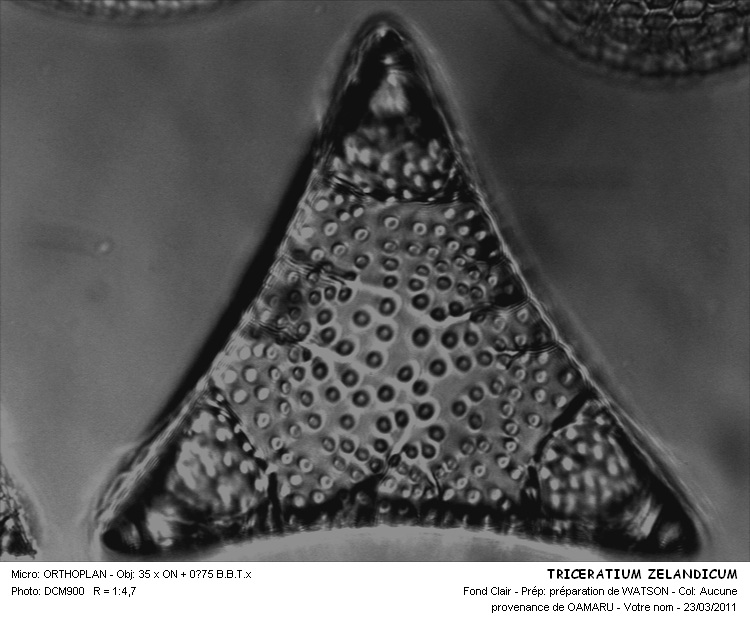 TRICERATIUM ZAELANTICUM #31488