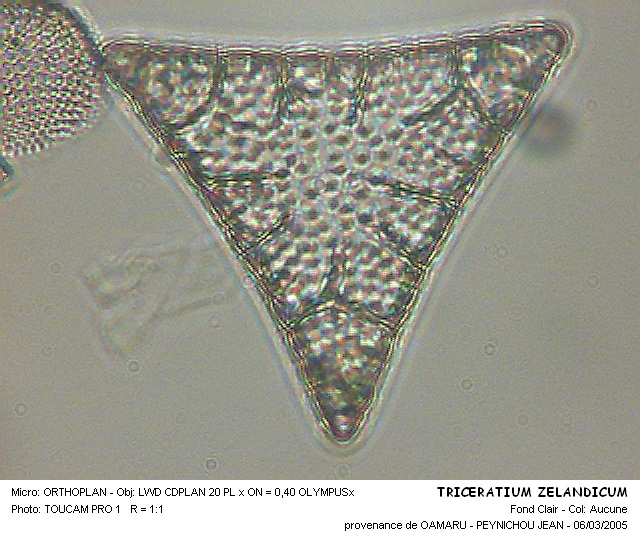 TRICERATIUM ZAELANTICUM #31487