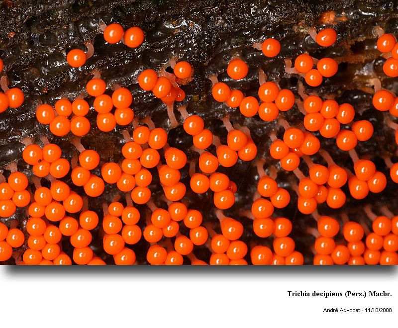 Trichia decipiens (Pers.) Macbr. #13556