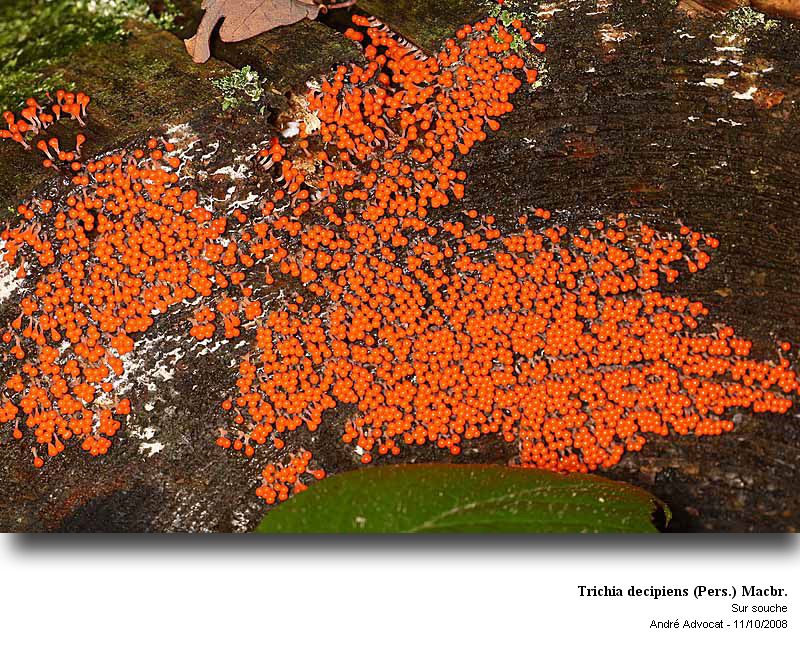 Trichia decipiens (Pers.) Macbr. #13555