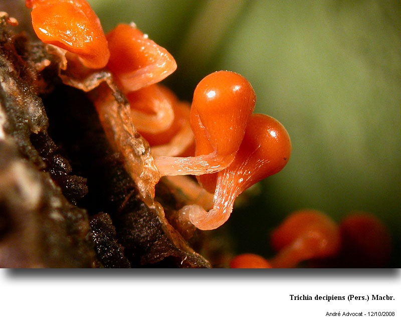 Trichia decipiens (Pers.) Macbr. #13557