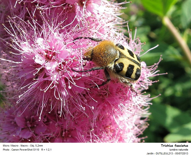 Trichius fasciatus - Trichie fasciée #32582