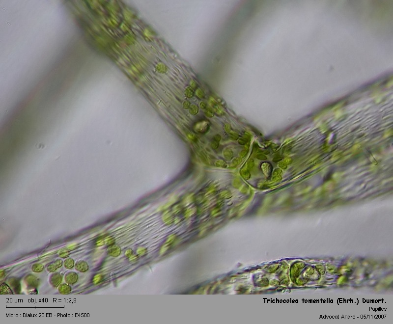 Trichocolea tomentella (Ehrh.) Dumort. #635