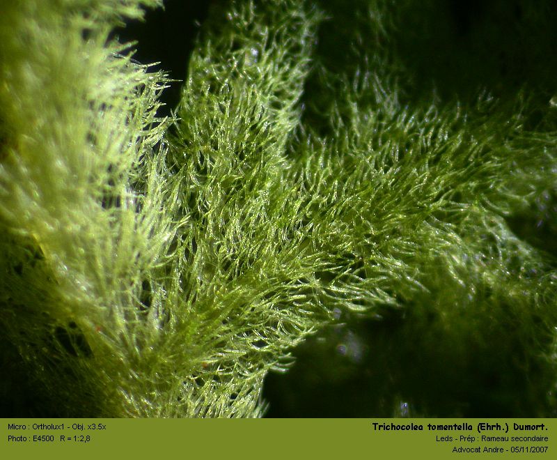 Trichocolea tomentella (Ehrh.) Dumort. #632