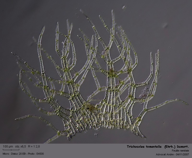 Trichocolea tomentella (Ehrh.) Dumort. #633