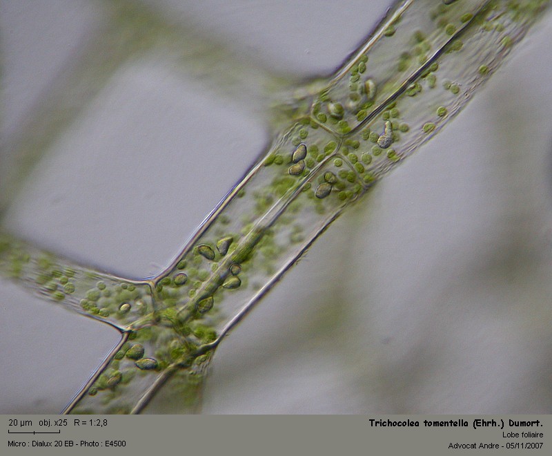 Trichocolea tomentella (Ehrh.) Dumort. #634