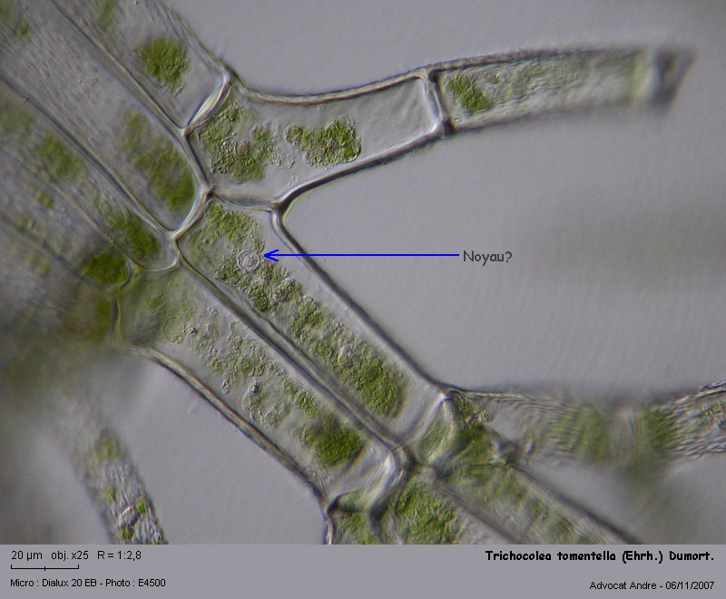 Trichocolea tomentella (Ehrh.) Dumort. #636