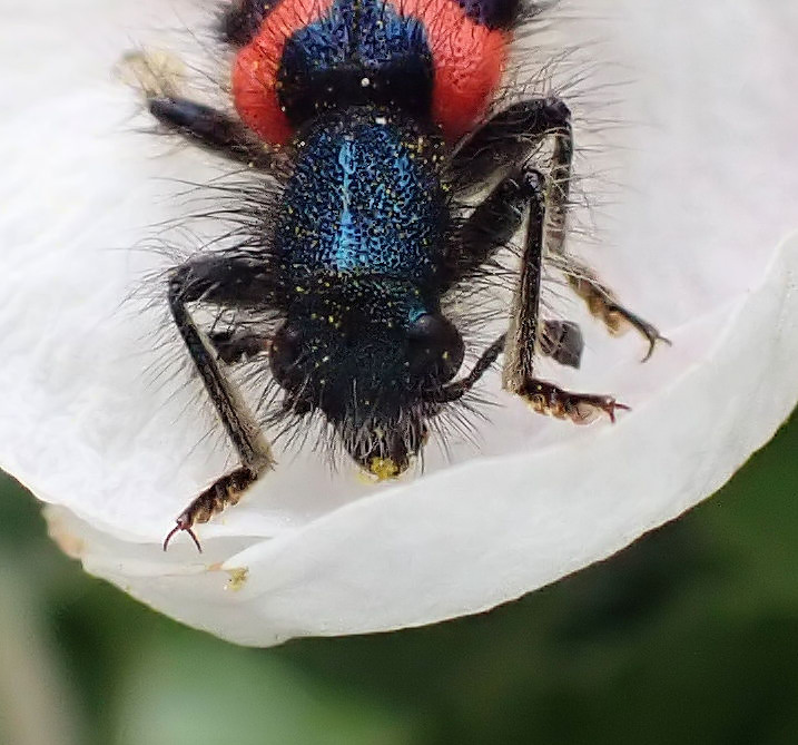 Trichodes alvearius -Clairon des abeilles #70318