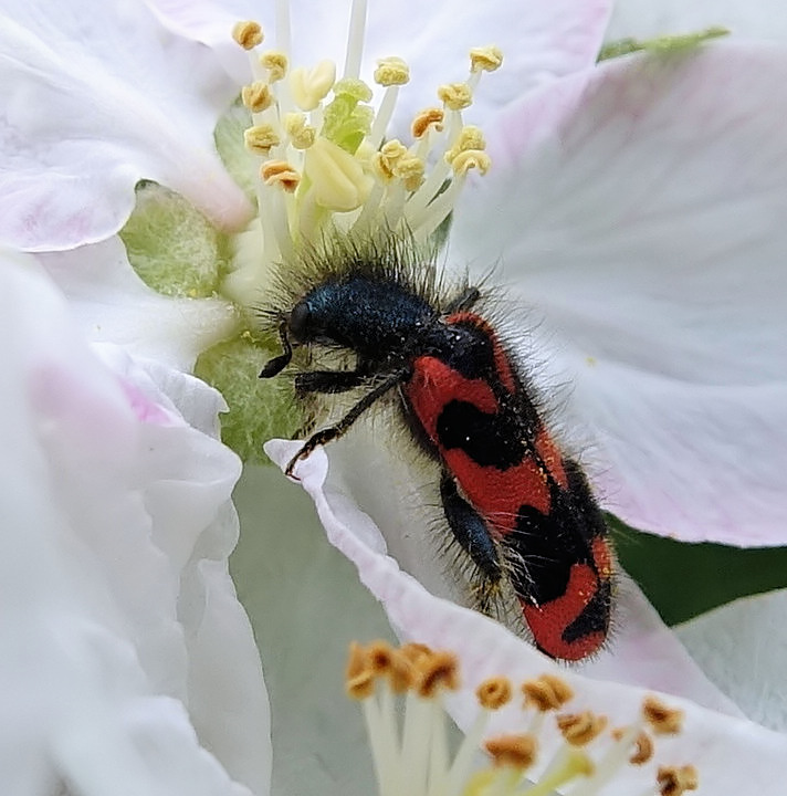 Trichodes alvearius -Clairon des abeilles #70314
